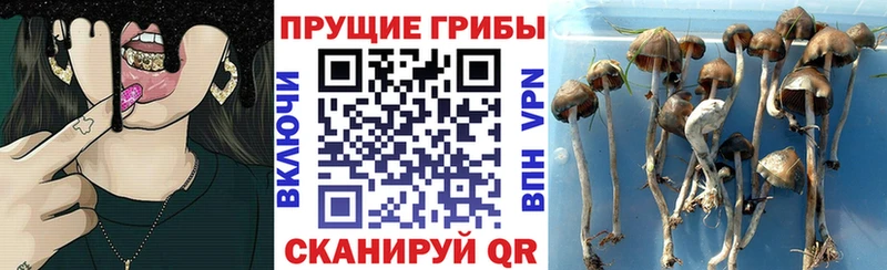 купить наркоту  Змеиногорск  Галлюциногенные грибы ЛСД 